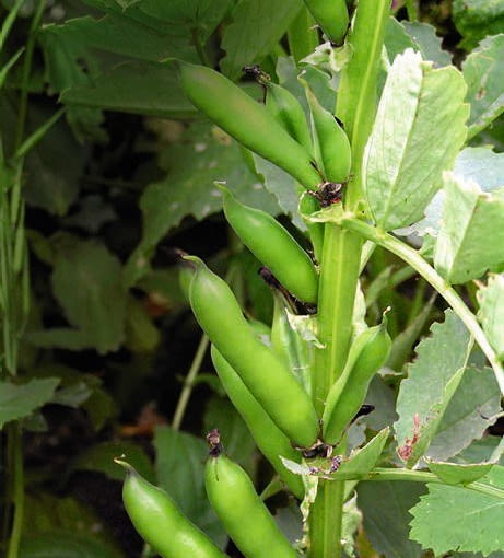 Młode strąki (5-7 cm długości) można jeść całe jak fasolkę szparagową.