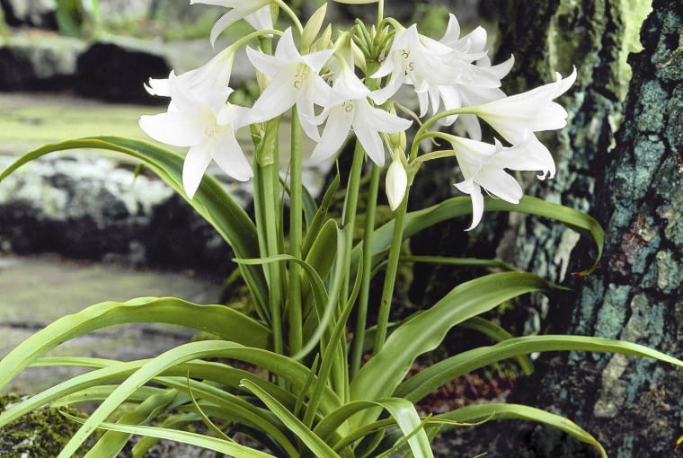 01A94PU7 - Crinum powellii Album