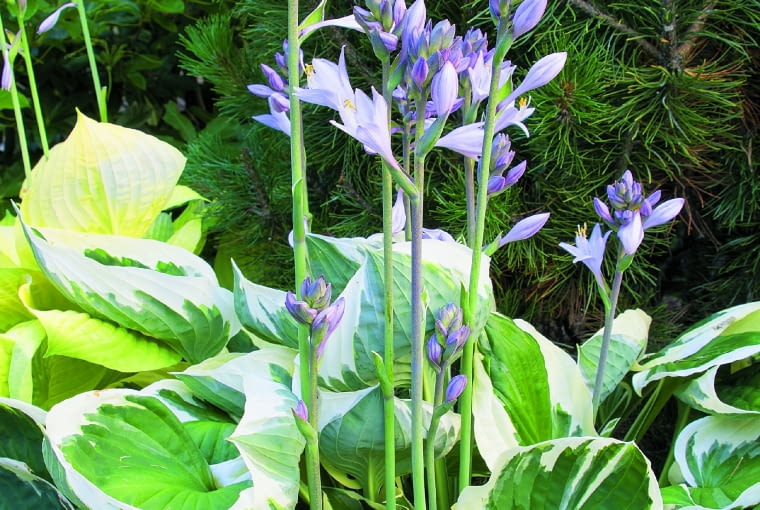 "Minuteman" to odmiana średniej wielkości - jej rozety dorastają do wysokości 60 cm, a kwiatostany do 75 cm.