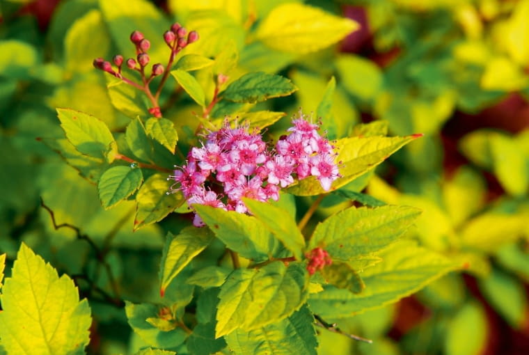 Tawuła japońska (Spirea japonica 'Goldmound') Tawuła japońska (Spirea japonica 'Goldmound')