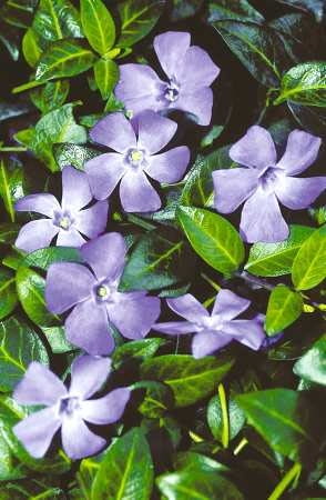 Barwinek pospolity (Vinca minor) 'La Grave'