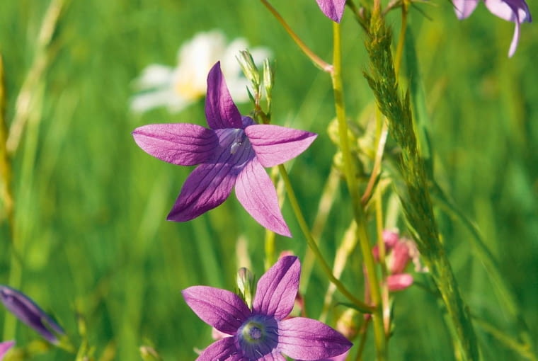 Dzwonek rozpierzchły Dzwonek rozpierzchły
