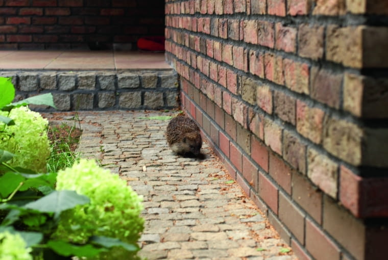 Cegła może być stosowana na całej elewacji, a także jako detale architektoniczne, np. wokół okien, czy jako fragmenty dekoracyjne Cegła może być stosowana na całej elewacji, a także jako detale architektoniczne, np. wokół okien, czy jako fragmenty dekoracyjne