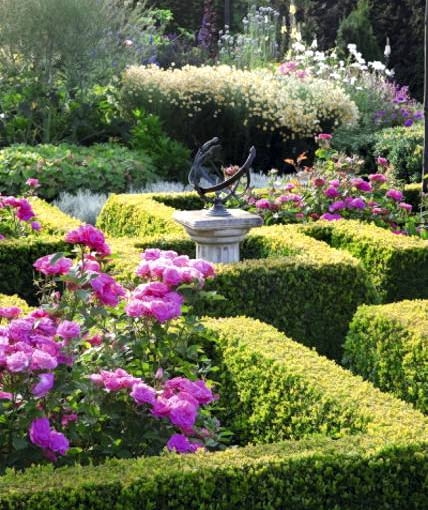 Zestawienie, które sprawdza się w każdym dobrze nasłonecznionym miejscu - bukszpan i róże Rosa 'Melrose' in Buxus- Box parterre with sundial