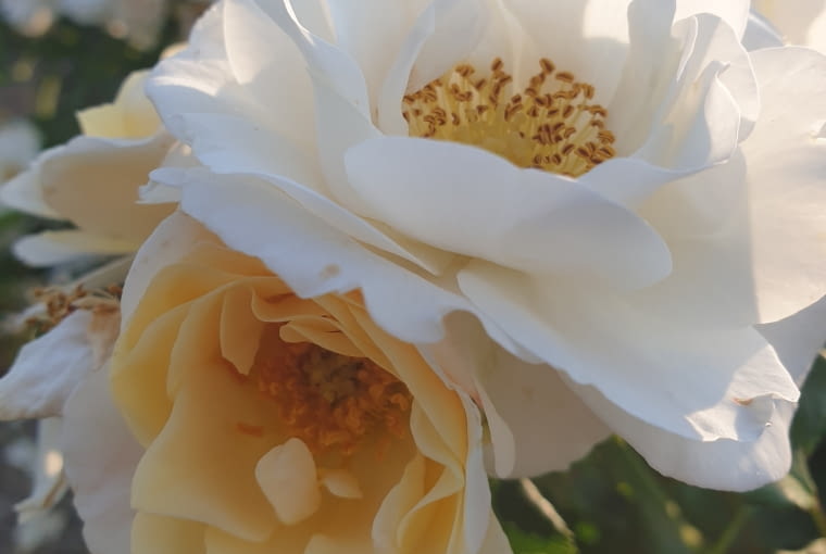 Róża ‘Gandalf Biały’ Róża ‘Gandalf Biały’