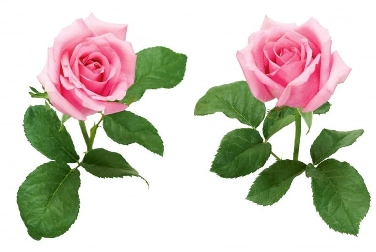 Róża. Indywidualista o silnym poczuciu własnej wartości, dążący zawsze do perfekcji. Często kolekcjoner i historyk amator. Osoba pełna wdzięku, miłośnik pięknych przedmiotów. Jej szerokie zainteresowania i nieco kapryśna natura czynią ją towarzysko intrygującą. Z rózą się niełatwo zaprzyjaźnić - w głębi duszy pozostaje niedostępna. Jednak zyskując jej zaufanie, można być pewnym, że nie zabierze swego wsparcia w trudnych chwilach.