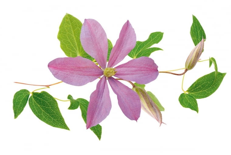 Powojnik. To niepoprawny marzyciel i bałaganiarz, który non-stop wynajduje dla siebie nowe wyzwania. Często też odnosi sukcesy, niezależnie od dziedziny, jaką się zajmuje. Sympatyczny i uczuciowy nie rozpamiętuje przeszłości, łatwo się zakochuje. Wśród 'clematisów' bywają oczywiście konserwatyści, lecz większość z nich za nic ma wszelkie konwenanse.Tu szczególną grupę stanowią artyści odwołujący się do absurdu i patrzący na świat z przymrużeniem oka.