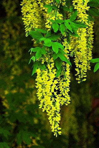 DRZEWO ZLOTOKAP WATERERA KWIATY FOT. LILIANNA SOKOLOWSKA PUBLIKACJA KWIETNIK NR 6 (162) - 6 2008