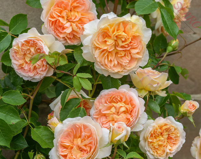 Róża ‘Bathsheba®’. Róża angielska, pnąca, wyróżnia się swoimi pięknymi, pełnymi kwiatami o bardzo ciekawej kolorystyce. Na dodatek kwiaty pachną, ich zapach przypomina miód i mirrę. Dorasta do około 250cm wysokości, rozkrzewiając się na szerokość około 100cm.Można ją prowadzić również jako różę parkową. Obrasta w jasnozielone, lśniące liście, które całkiem dobrze radzą sobie z chorobami grzybowymi. Odmiana idealna na pergole, płoty oraz altanki. Róża ‘Bathsheba®’. Róża angielska, pnąca, wyróżnia się swoimi pięknymi, pełnymi kwiatami o bardzo ciekawej kolorystyce. Na dodatek kwiaty pachną, ich zapach przypomina miód i mirrę. Dorasta do około 250cm wysokości, rozkrzewiając się na szerokość około 100cm.Można ją prowadzić również jako różę parkową. Obrasta w jasnozielone, lśniące liście, które całkiem dobrze radzą sobie z chorobami grzybowymi. Odmiana idealna na pergole, płoty oraz altanki.