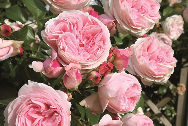 Róża ‘Giardina®‘ Róża ‘Giardina®‘