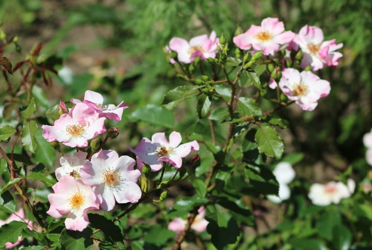 Róża 'Rosy Cushion' Róża 'Rosy Cushion'