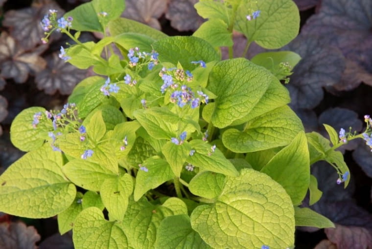 Brunnera 'Dianes Gold' Brunnera 'Dianes Gold'