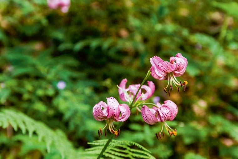 Lilia złotogłów Lilia złotogłów