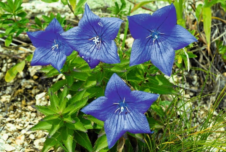 Rozwar wielkokwiatowy Rozwar wielkokwiatowy