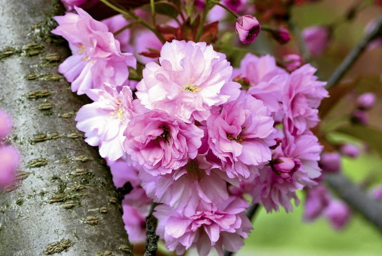 Prunus serrulata 'Kanzan' Prunus serrulata 'Kanzan'