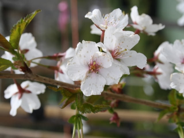 Krzewy ozdobne Krzewy ozdobne