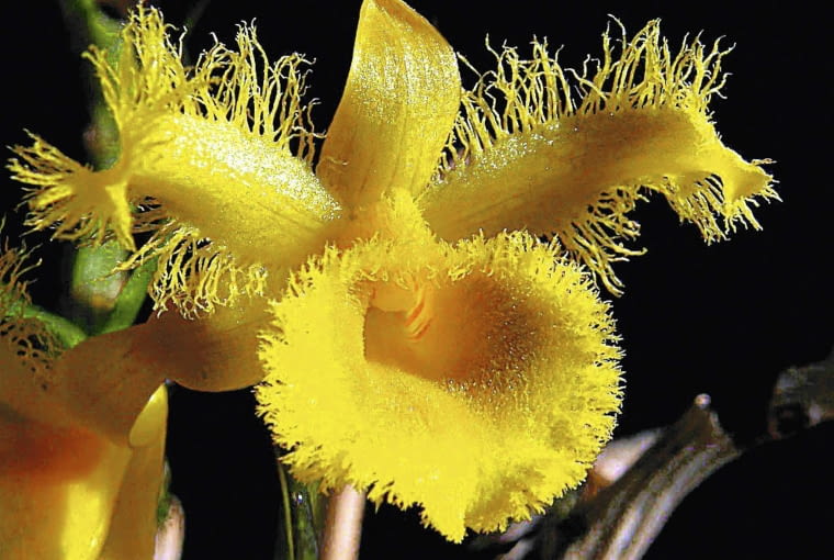 STORCZYK , ORCHIDEA DENDROBIUM HARVEYANUM - ROSLINA NALEZY DO RODZINY EPIFITOW , KWIATY FOT. GRAZYNA SIEMINSKA PUBLIKACJA KWIETNIK NR 4 (208) - 4 2012 SLOWA KLUCZOWE: ROSLINA KWIAT ZDJĘCIE DO WKŁADKI: PUBLIKACJA KWIETNIK NR 4 (208) - CZASOPISMA