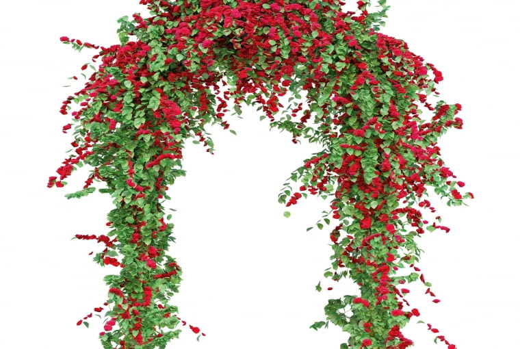 Pergola z róż Pergola z róż