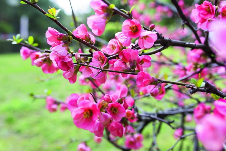 Pigwowiec prześwietlamy wkrótce po kwitnieniu (w kwietniu lub w maju), wycinając cienkie i stare pędy, które tworzą już niewiele kwiatów.