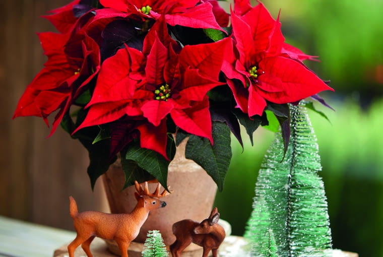 Dekoracja z gwiazdą betlejemską