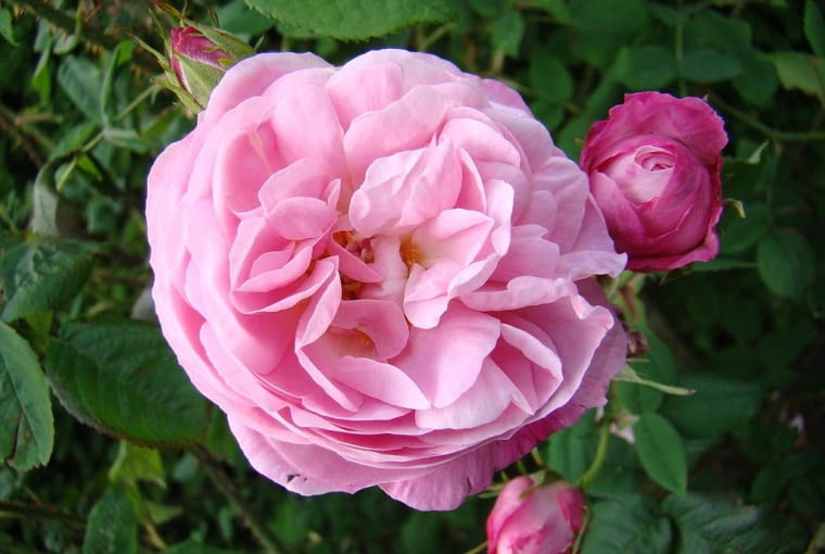 Róża Belle Amour ® Róża Belle Amour ®