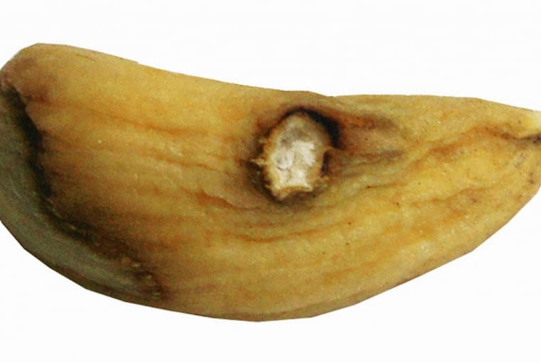 Plamy na ząbkach czosnku. Plamy na ząbkach czosnku.