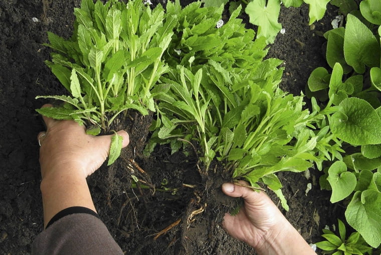 szałwia 15.05.2003 BROK NAD BUGIEM OGROD PRYWATNY ROZNE TEMATY PRZYGOTOWANE PRZEZ PANI DANUTA MLOZNIAK ROZMNAZANIE WEGETATYWNE DZIELENIE BYLIN SZALWIA SALVIA ETAPY ROSLINY PODZIAL KARPY FOT PAWEL SLOMCZYNSKI / AGENCJA GAZETA PUBLIKACJA PO UZGODNIENIU Z REDAKCJA KWIETNIKA PUBLIKACJA OGRODY NR 3 (71) - 3.2005 PUBLIKACJA KWIETNIK NR 7 (127) - 7.2005 PUBLIKACJA MAGNOLIA NUMER SPECJALNY 1/2014 - OGROD BEZTROSKI - 4 2014 SLOWA KLUCZOWE: OGRODNICTWO ZDJĘCIE DO WKŁADKI: PUBLIKACJA OGRODY NR 3 (71) KWIETNIK NR 7 (127)- CZASOPISMA