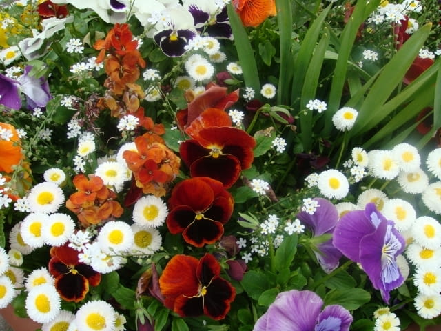 Bratki, stokrotki i inne kwiaty - wszystkie dla Was. kochane mamy!