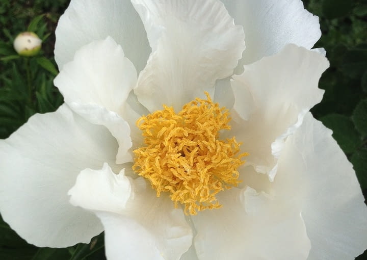 Peonia