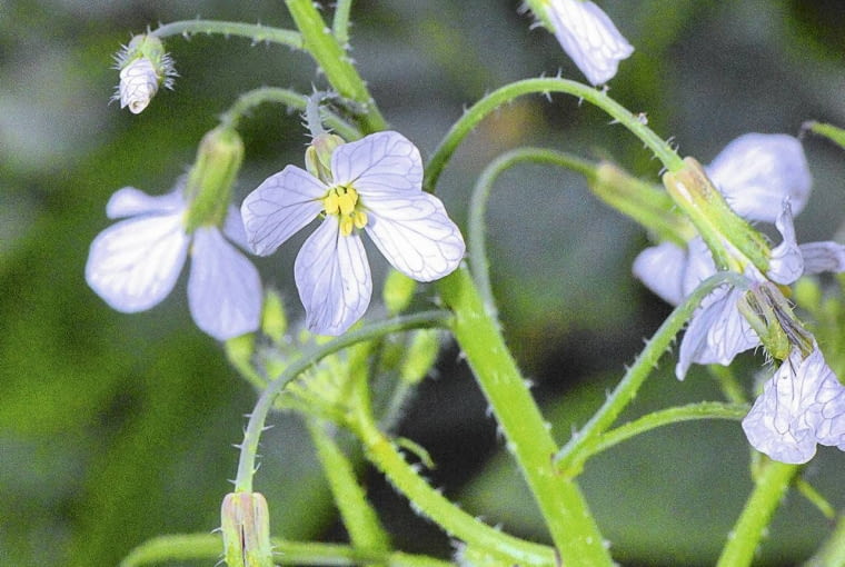 DROBNE KWIATKI RZODKWI nie są zbyt efektowne.