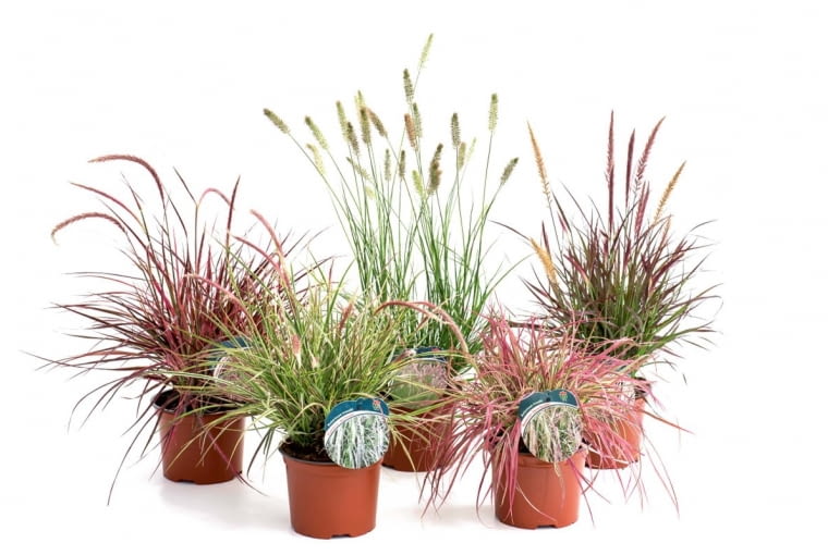 Trawy ozdobne/LEROY MERLIN. Urozmaicą teren wokół oczka wodnego. Cena: od 8,95 zł/szt., www.leroymerlin.pl