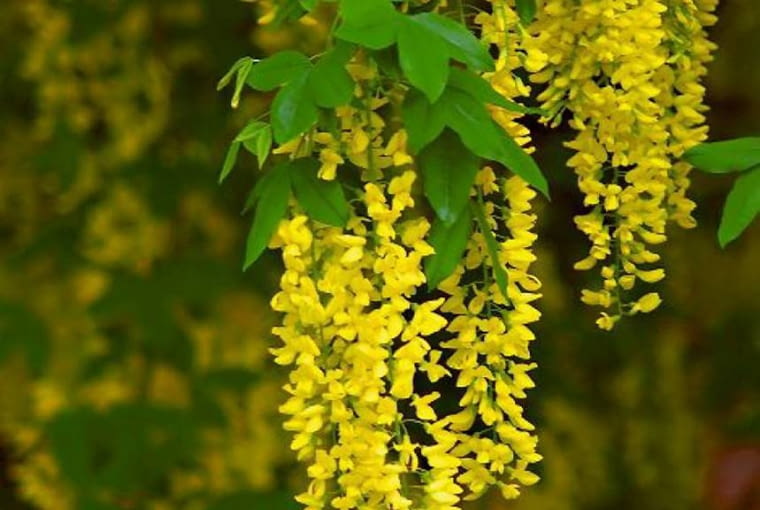 Oryginalne krzewy kwitnące w maju. Złotokap Vaterera (Laburnum x vatereri) DRZEWO ZLOTOKAP WATERERA KWIATY FOT. LILIANNA SOKOLOWSKA PUBLIKACJA KWIETNIK NR 6 (162) - 6 2008 SLOWA KLUCZOWE: DRZEWA KWIATY ZDJĘCIE DO WKŁADKI: PUBLIKACJA KWIETNIK NR 6 (162) - CZASOPISMA