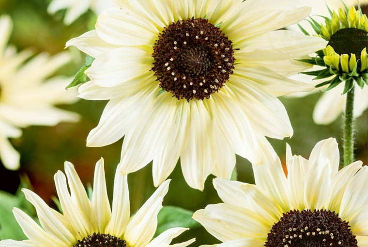 'Italian White'. Pęd rozgałęziony o wysokości 90-120cm. Helianthus annuus Italian White