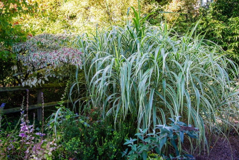 Mozga trzcinowata Mozga trzcinowata