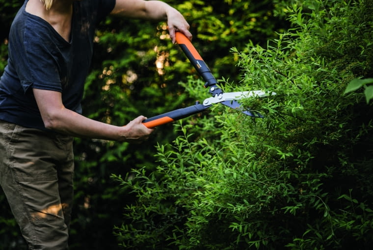 Strzyżenie żywopłotu