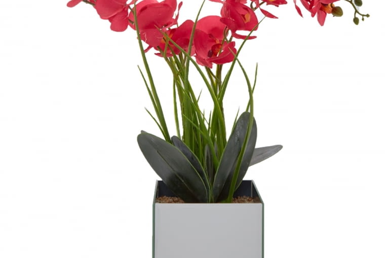 TK Maxx: orchidea w doniczce, 99,99 zł Wiosenne nowości w TK Maxx