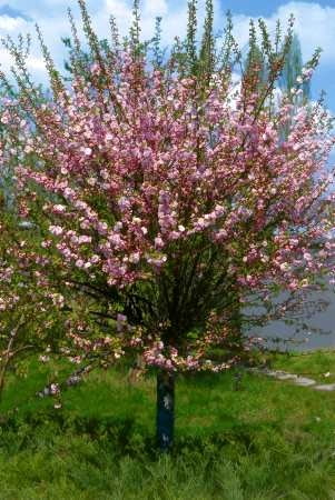 Najczęściej sadzone są odmiany migdałka szczepione na pniu. Najczęściej sadzone są odmiany migdałka szczepione na pniu.