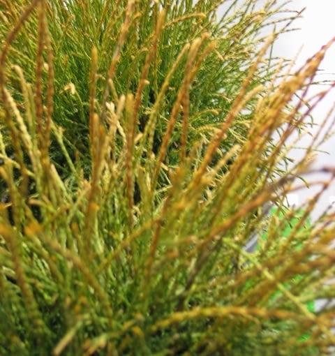 Żywotnik zachodni (Thuja occidentalis) 'Filiformis' Żywotnik zachodni (Thuja occidentalis) 'Filiformis'