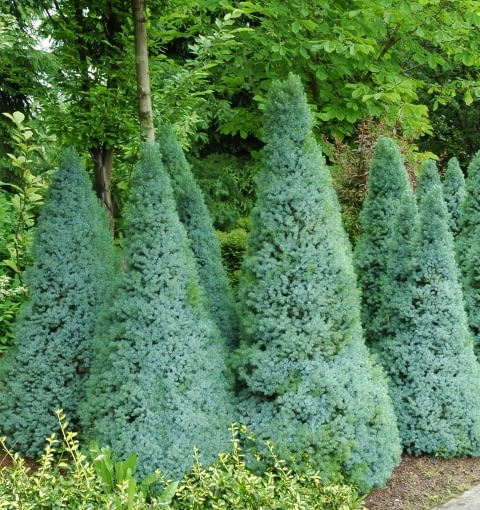 Świerk biały (Picea glauca) 'Sander's blue'