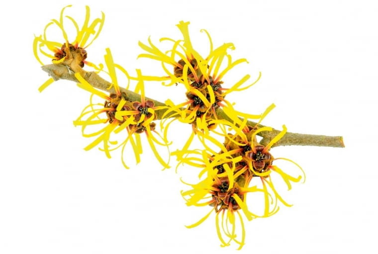 Oczar. Natura sportowca i ryzykanta. Aktywność fizyczna jest mu niezbędna do życia i psychicznej równowagi. Nie stroni od nieoczekiwanych wyzwań. Ba, to właśnie daje mu radość. Obdarzony jest intuicją, która pozwala korzystać z koniunktury. Uwielbia okazyjne wyjazdy last minute. Typ pomocny i towarzyski, czasami potrzebuje jednak spokoju i samotności. Potrafi wtedy pozostać przez jakiś czas off-line, by potem z energią ruszyć do nowych działań.