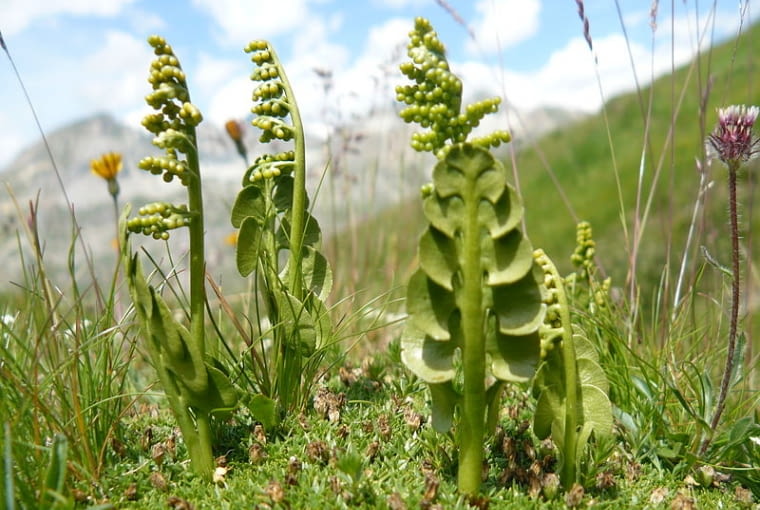 Podejźrzon księżycowy