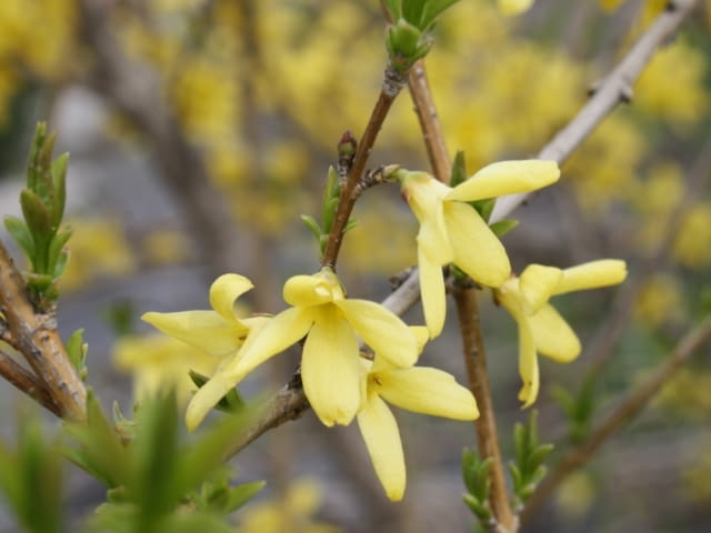 Forsycja. Wiosenna ozdoba ogrodu. Krzewy ozdobne Forsycja. Wiosenna ozdoba ogrodu. Krzewy ozdobne