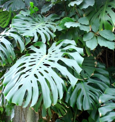 Monstera Monstera