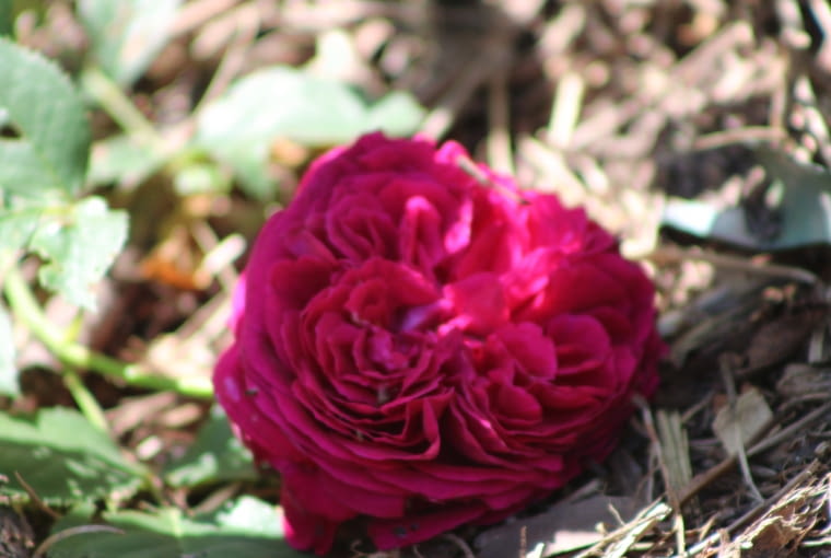 Róża 'Falstaff' Róża 'Falstaff'