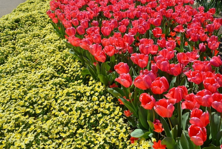 Kompozycje z tulipanów Kompozycje z tulipanów