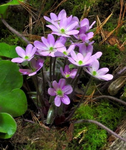 Mieszaniec przylaszczki olbrzymiej i pospolitej Mieszaniec przylaszczki olbrzymiej i pospolitej