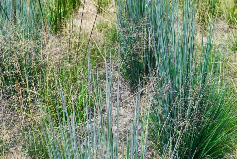 Schizachyrium 'Standing Ovation' PBR i Sporobolus airoides 'JS Delicatesse' w jednej kompozycji Schizachyrium 'Standing Ovation' PBR i Sporobolus airoides 'JS Delicatesse' w jednej kompozycji