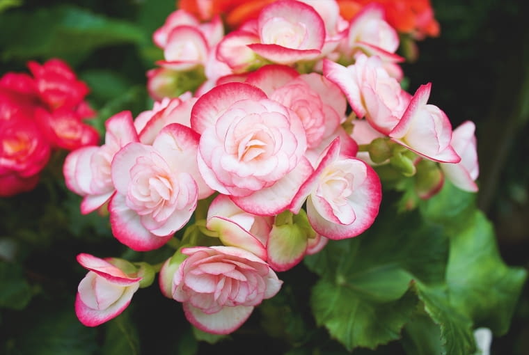 'NETJA FRENJE' 'NETJA FRENJE'