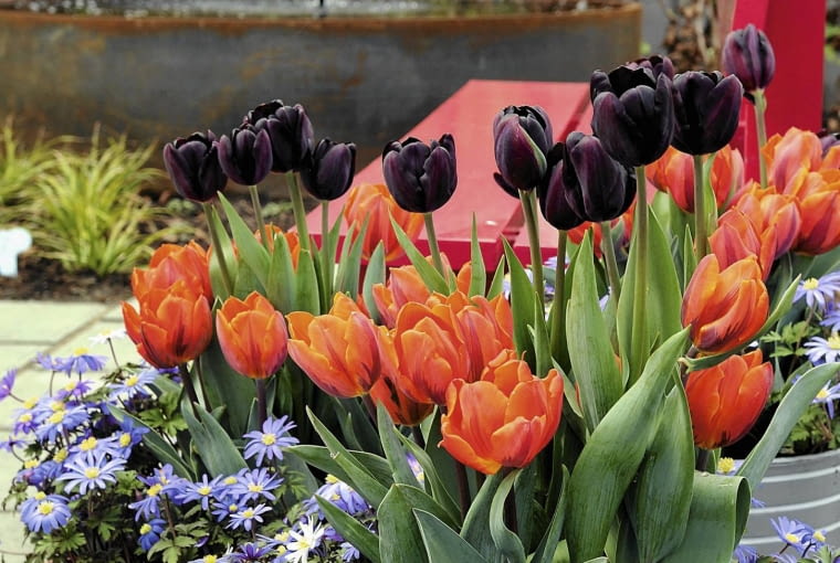 Gorące barwy Prawie czarne tulipany górują nad czerwienią innej ich odmiany. Kompozycję tonuje błękit zawilców. SLOWA KLUCZOWE: Anemone blanda Tulipa Floriade 2012