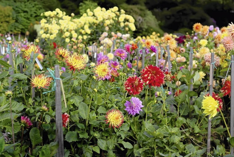 Wysokim daliom nie grozi już wyłamanie, bo otoczono je kołkami i obwiązano sznurkiem.